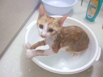 【お風呂編】猫動画まとめてみた